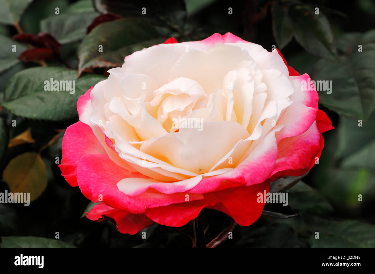 Rose, blossom / (Rosa spec.) | Rose, Bluete / (Rosa spec.) Foto Stock