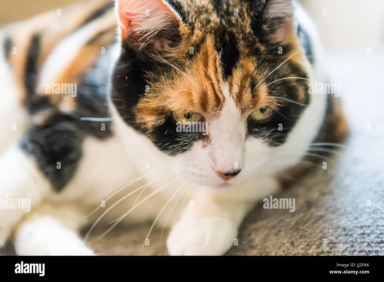 Primo piano della arrabbiato gatta calico cercando di essere distratti durante le operazioni di toletta Foto Stock