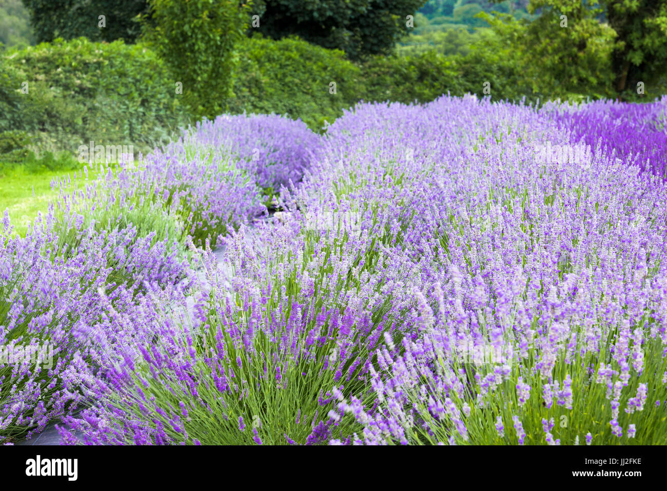 Piante di lavanda che cresce in un campo Foto Stock