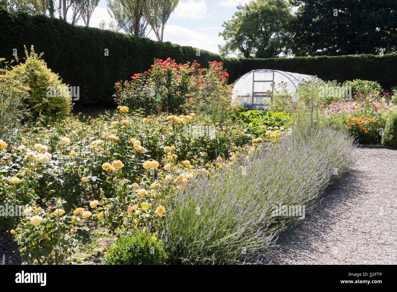 Grazioso giardino cottage con un polytunnel Crescente le rose, lavanda, pisello dolce e altri fiori. Foto Stock