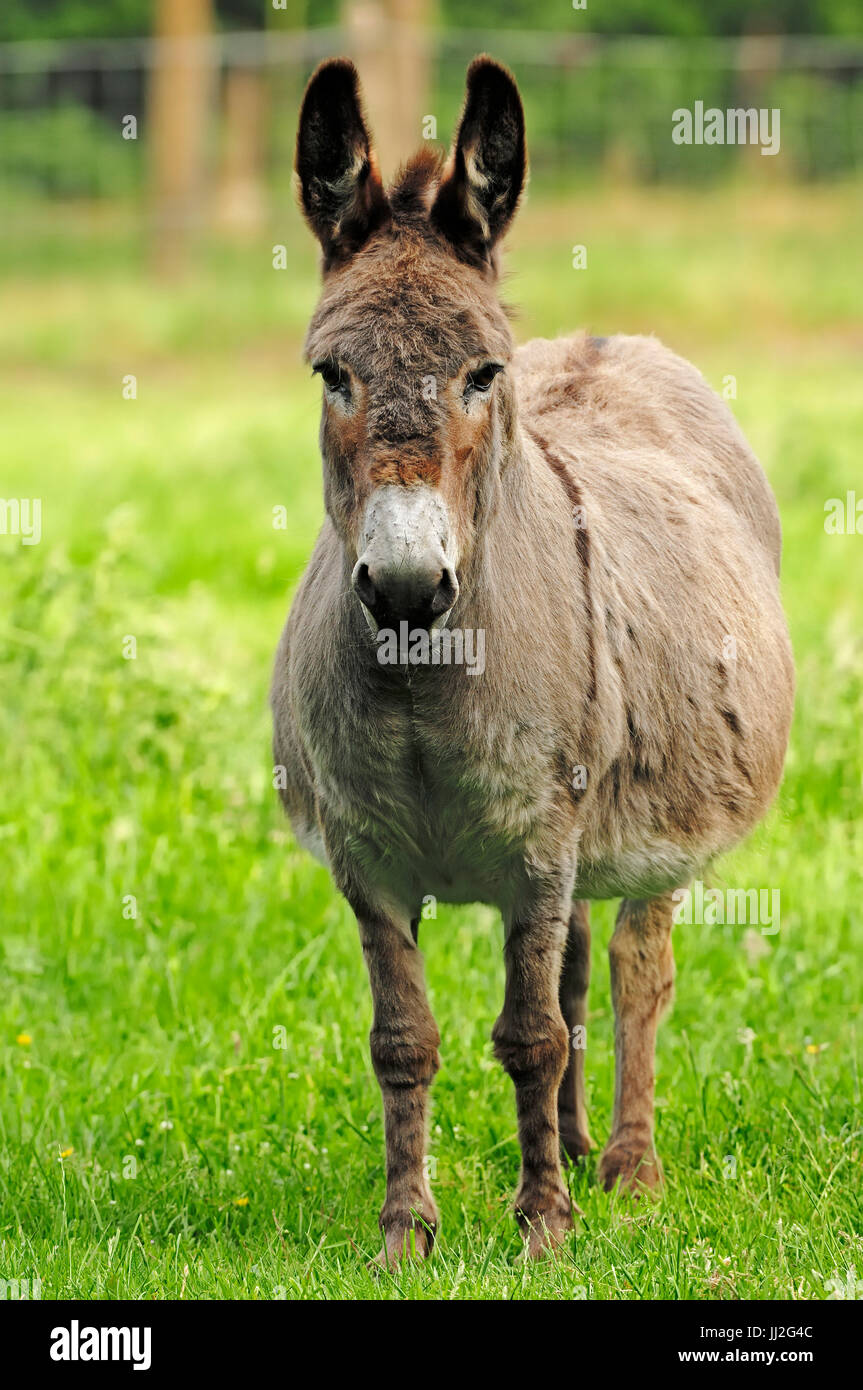 Asino, mare / (Equus asinus) | Hausesel, Stute / (Equus asinus) / Maurizio Foto Stock