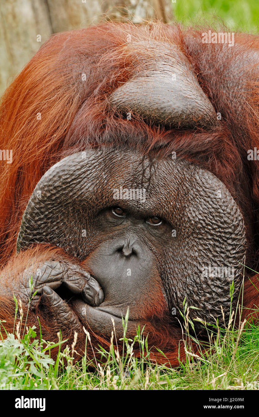 Bornean orango, maschio / (Pongo pygmaeus pygmaeus) / Bornean Oranguta | Borneo Orang-Utan, maennlich / (Pongo pygmaeus pygmaeus) / Borneo-Orang-Utan Foto Stock
