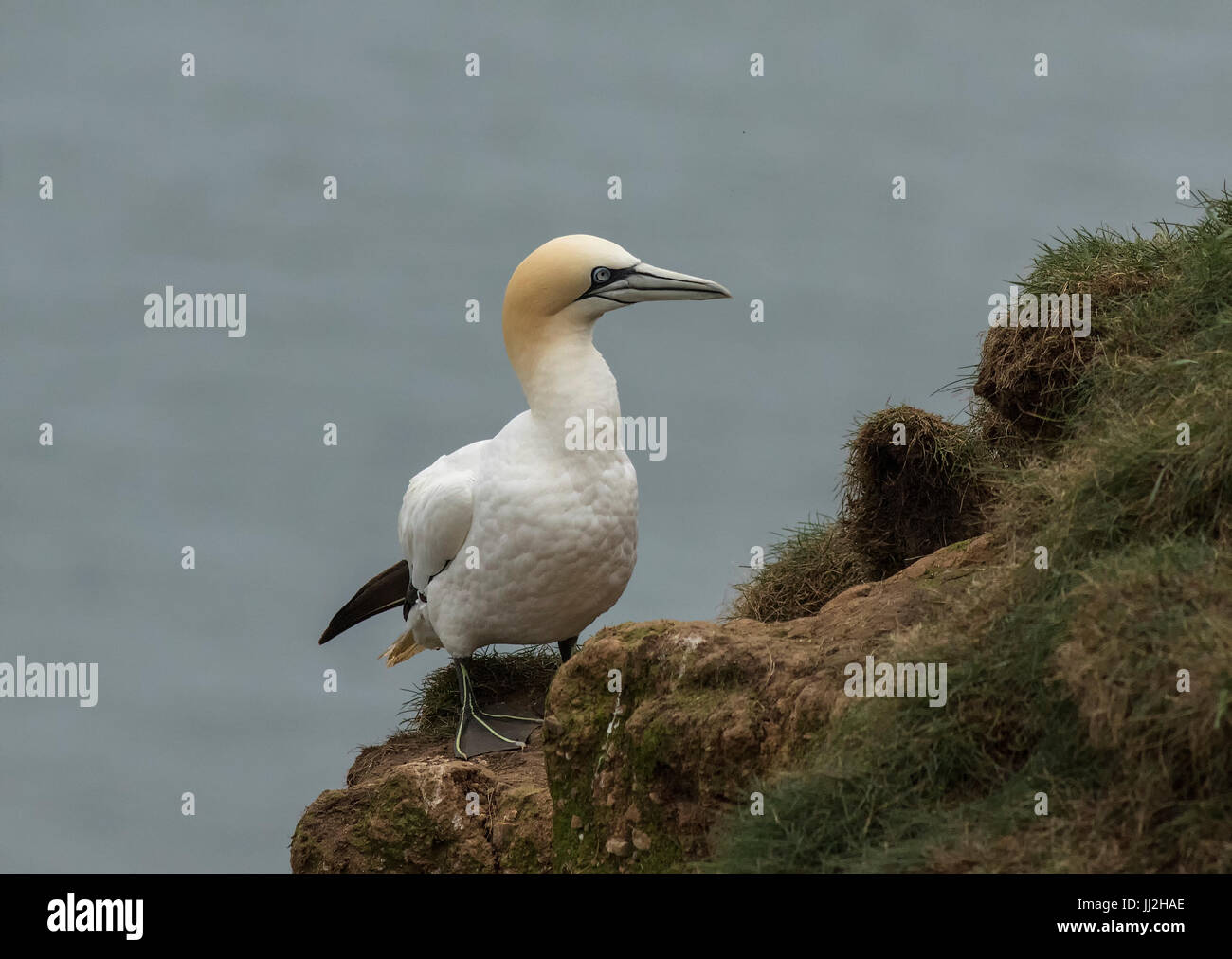 Adulto Gannett arroccato sulla scogliera Foto Stock