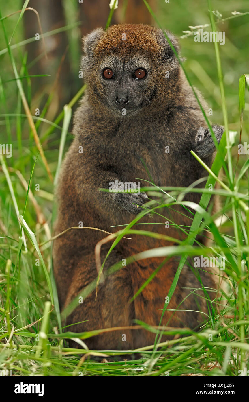 Lac Alaotra Bamboo Lemur / (Hapalemur griseus alaotrensis) | Alaotra-Halbmaki / (Hapalemur griseus alaotrensis) / Bambuslemur Foto Stock