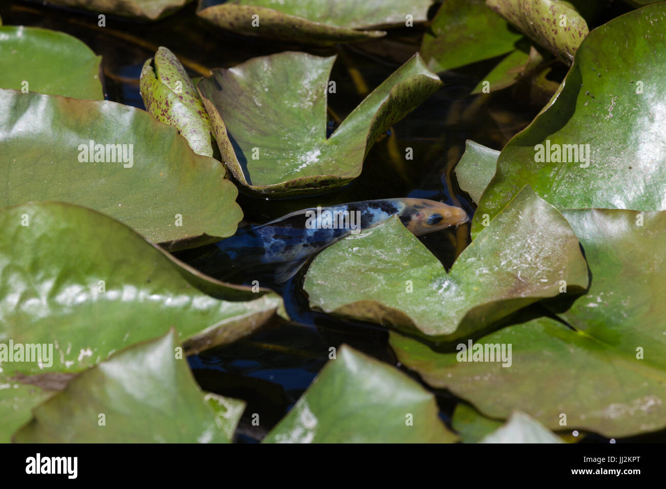 Un argento pesce Koi nuota sotto Lily Pad. Foto Stock