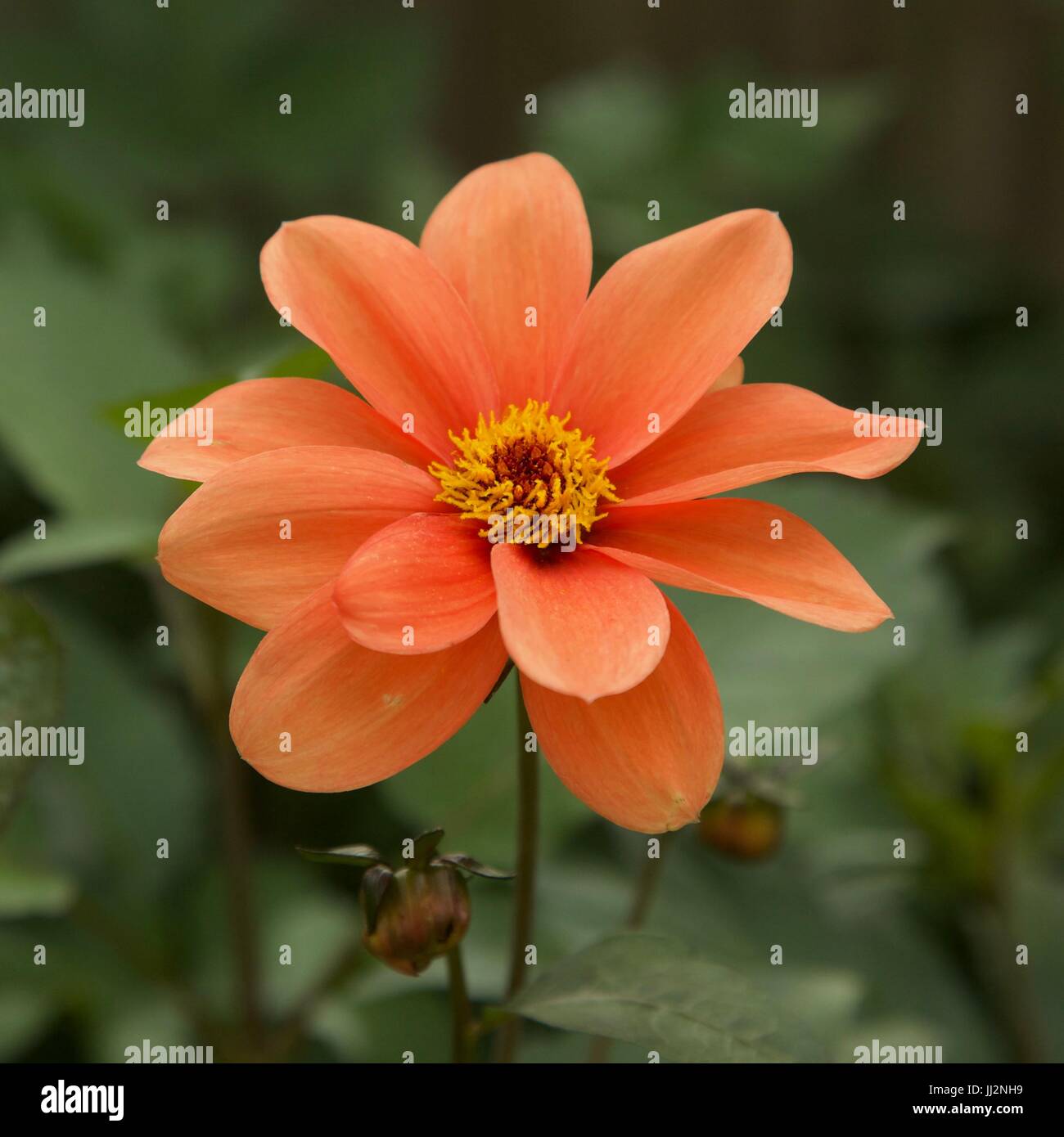 Inglese fiori da giardino Foto Stock