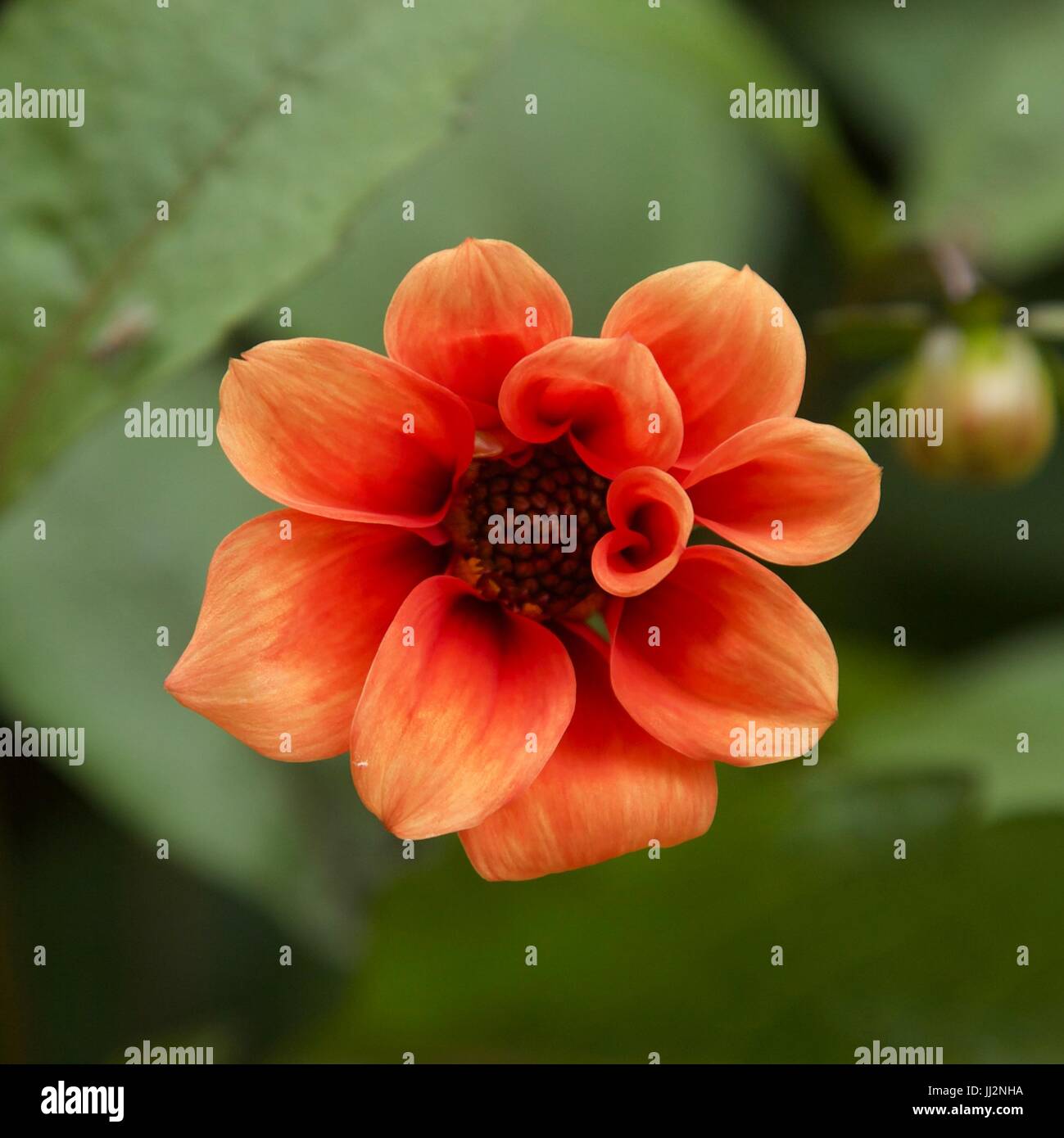 Inglese fiori da giardino Foto Stock