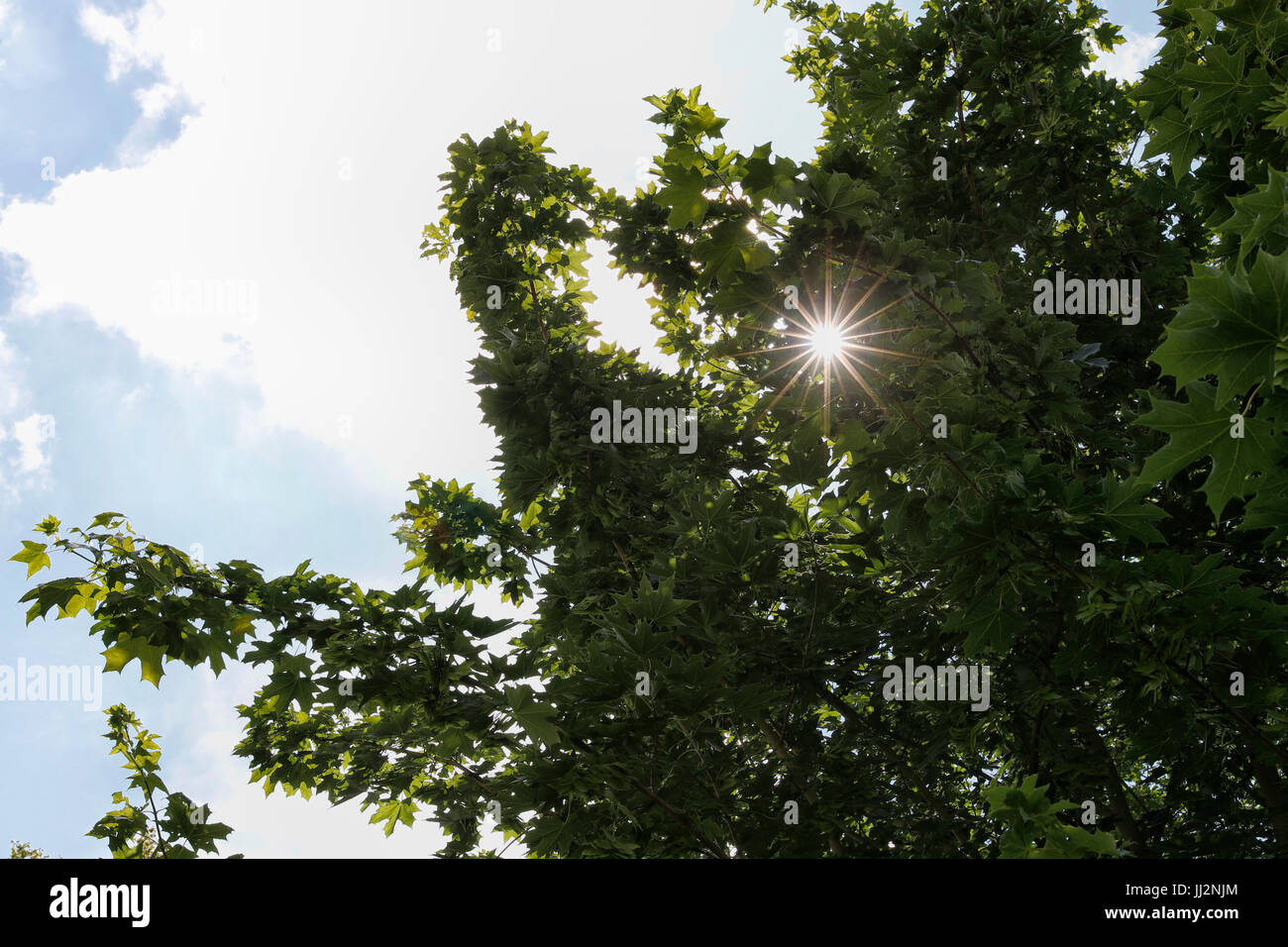 Un punto 18 Sun star formando attraverso le foglie di un albero di Acero in estate Foto Stock