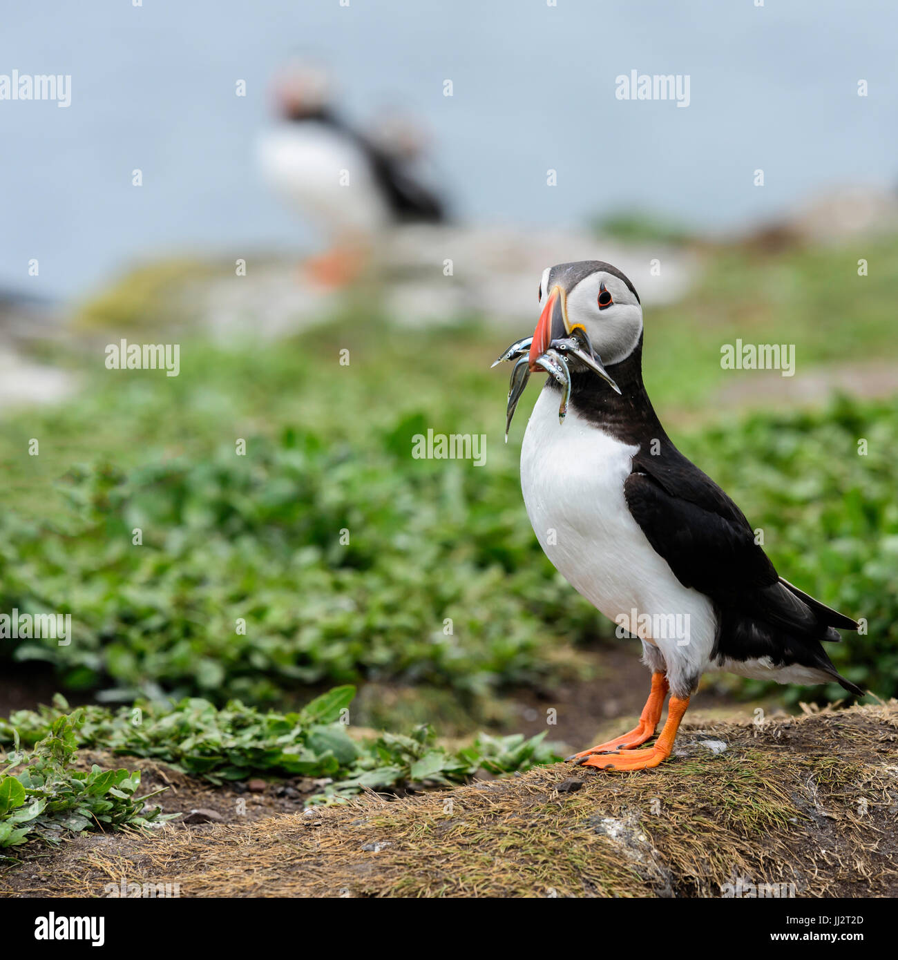 Puffin con cattura di pesce Foto Stock