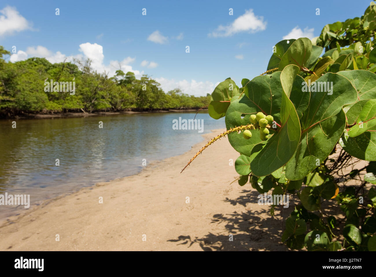 Iconici uva mare tree (Coccoloba uvifera) al fianco di un estuario di marea creek e la foresta di mangrovie in costiera selvaggia Florida Foto Stock