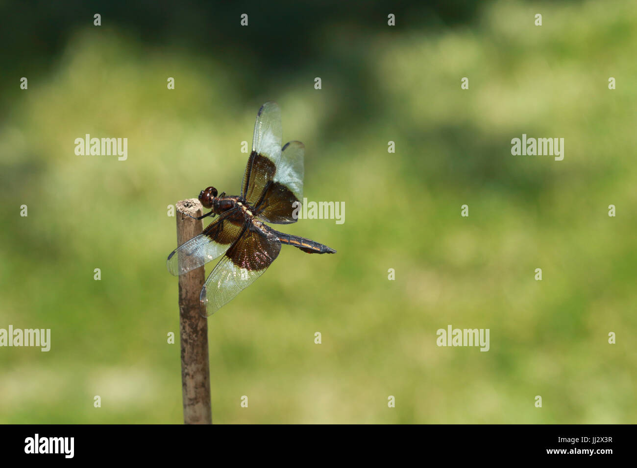 Macro Libellula Foto Stock