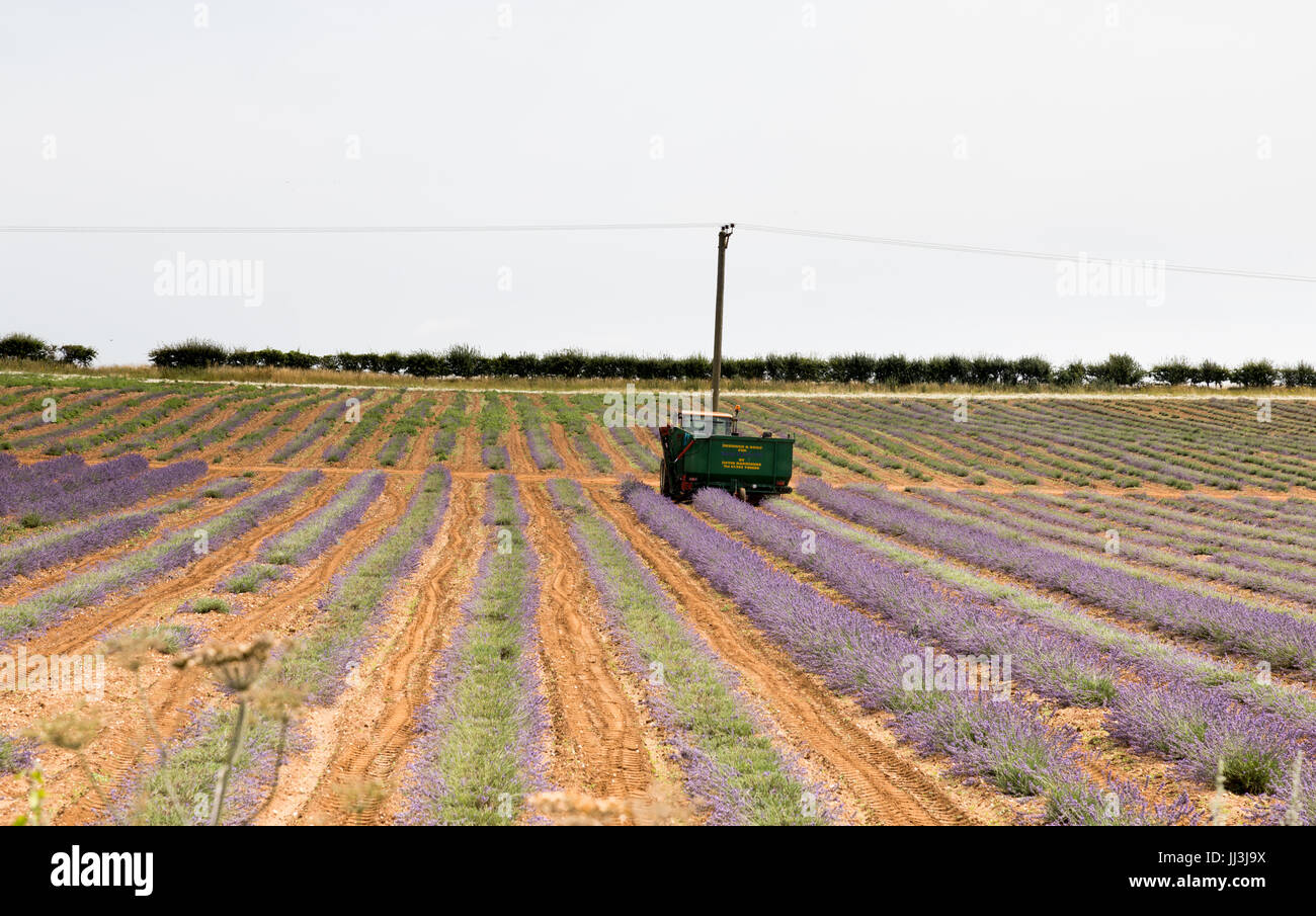 Heacham, Norfolk, Regno Unito. Il 18 luglio 2017. Meteo REGNO UNITO: caldo clima soleggiato sulla Norfolk campi di lavanda andgardens, Trattore la raccolta di piante in campi rurali sulla giornata calda Credito: WansfordPhoto/Alamy Live News Foto Stock