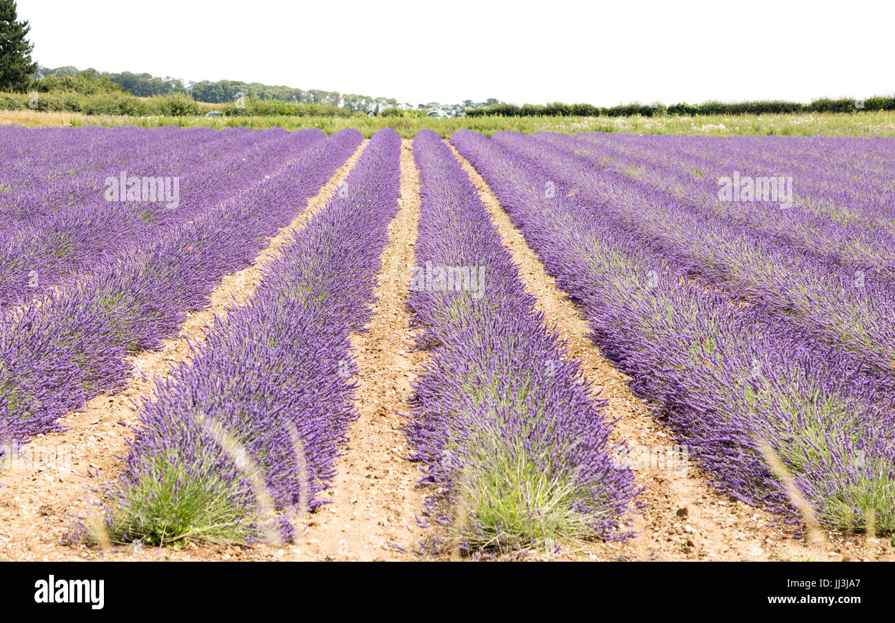Heacham, Norfolk, Regno Unito. Il 18 luglio 2017. Meteo REGNO UNITO: caldo clima soleggiato sulla Norfolk campi di lavanda andgardens, Trattore la raccolta di piante in campi rurali sulla giornata calda Credito: WansfordPhoto/Alamy Live News Foto Stock