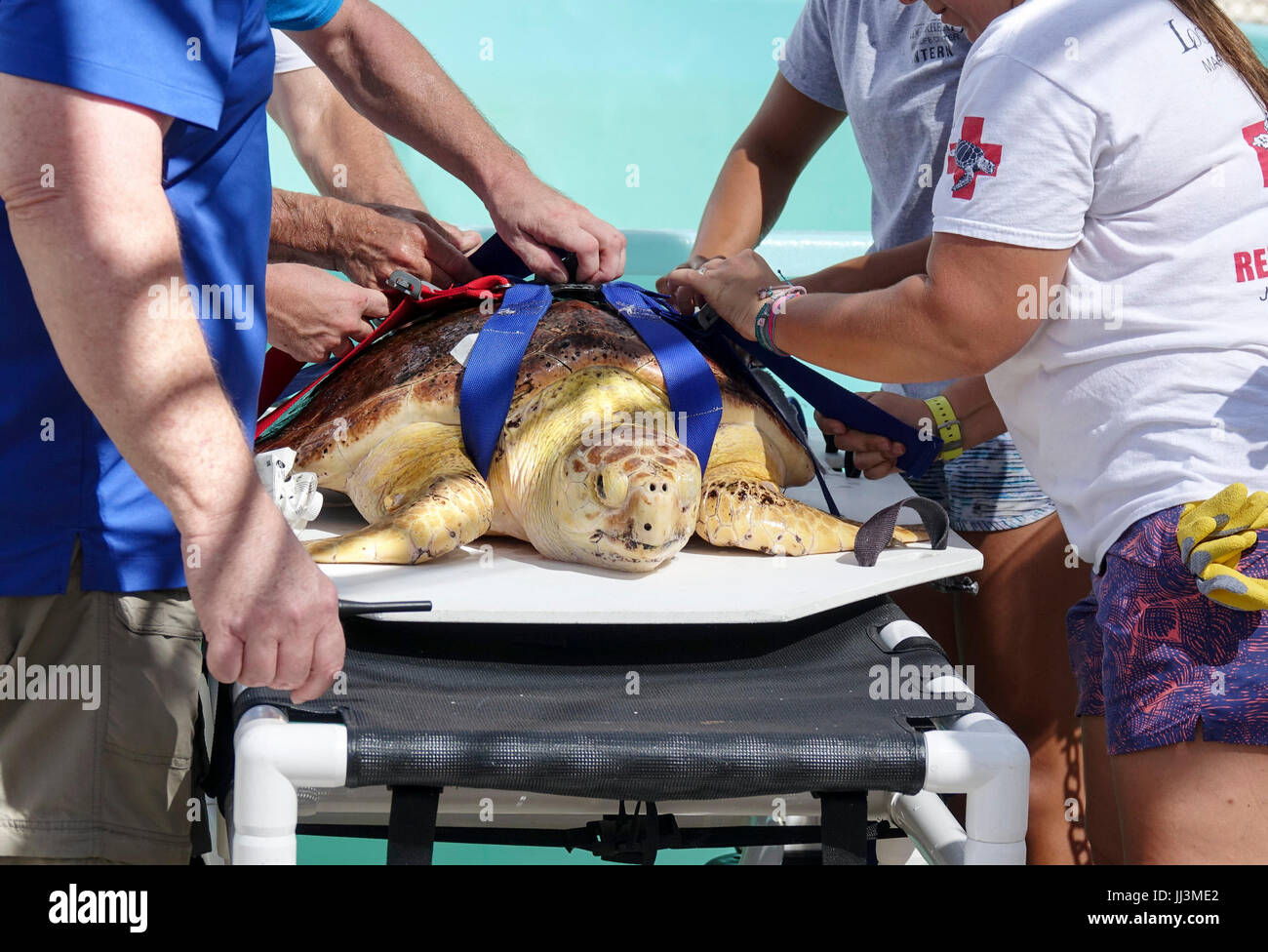 Tartaruga Con Cirripedi Immagini E Fotos Stock Alamy