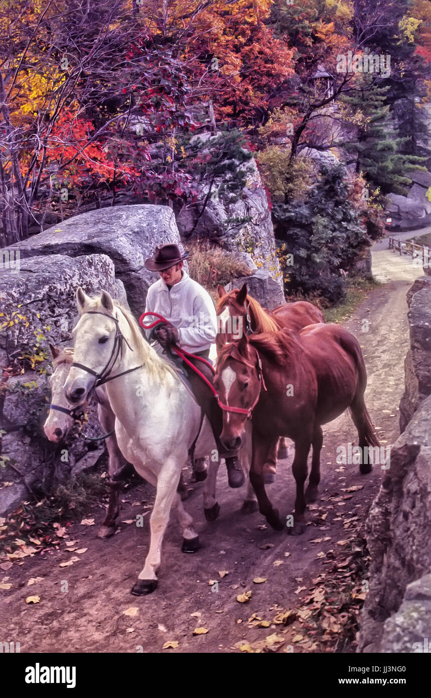 20's-30's uomo riding del cavallo bianco, con altri 3 a rimorchio. Foglie di autunno sugli alberi, stretto sentiero circondato da rocce di grandi dimensioni. Il trasporto di cavalli su sentiero. Foto Stock