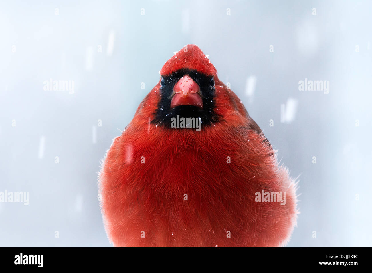Il cardinale in inverno tempesta di neve Foto Stock