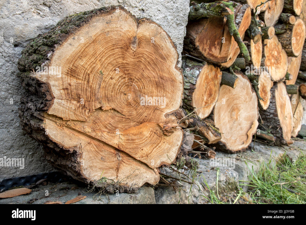 Cumulo Di Ciocchi Di Legna Pronto Per L Inverno Catasta Di Legna Da Ardere Spaccati Un Mucchio Di Boschi Nella Casa Di Storage Materie Abbaiato Ciocchi Di Legna In Un Piazzale Di Stoccaggio