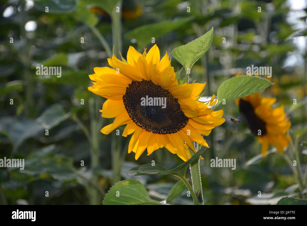 Un grande girasole sul campo con un'ape nell'approccio Foto Stock