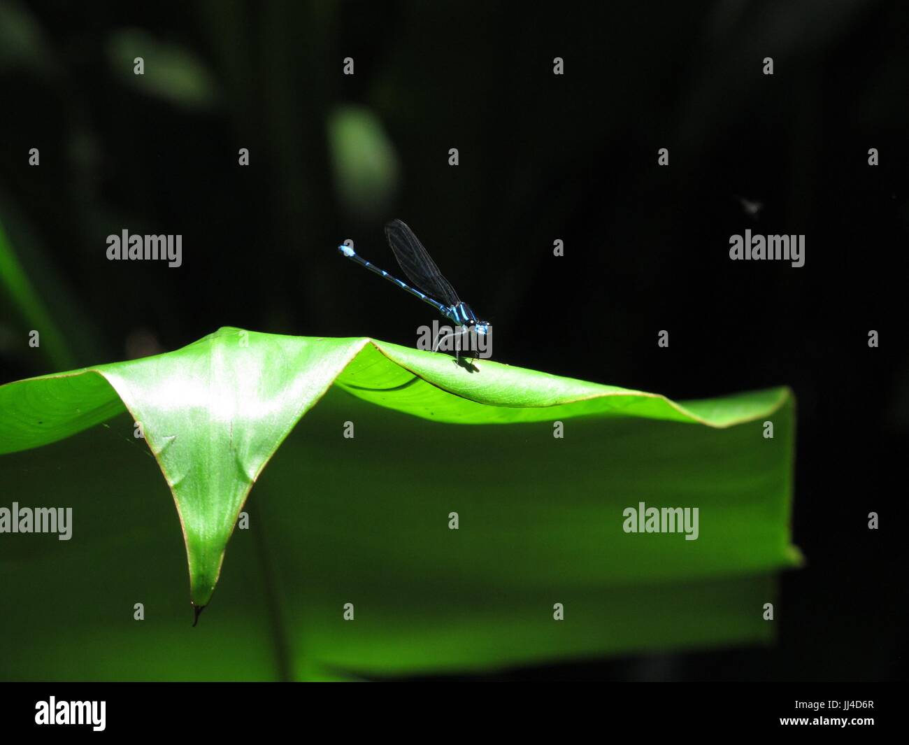 Dragonfly nella foresta pluviale Foto Stock