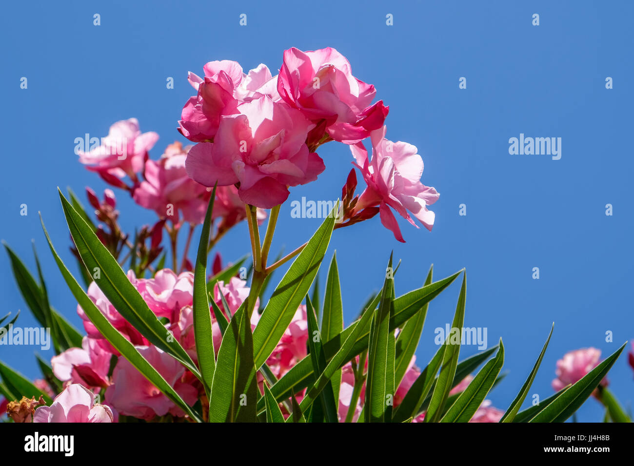 Nerium oleander doppia Cultivar rosa Foto Stock