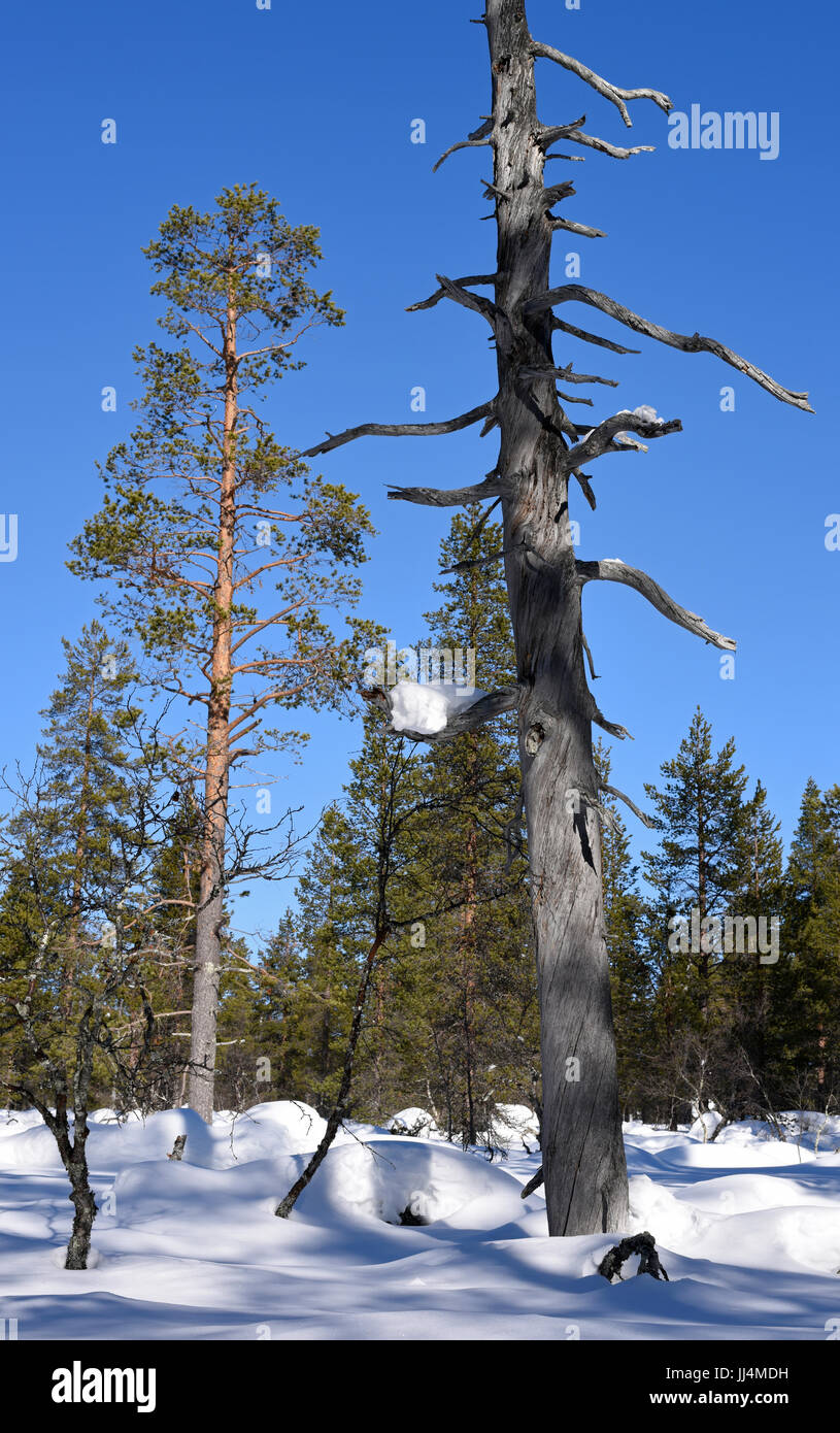 Il contrasto di morti viventi e pini vicino Muotkan Maja Lodge in Lapponia finlandese Foto Stock