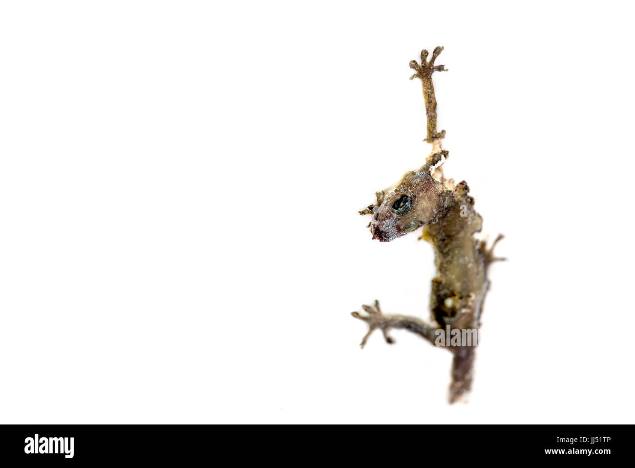 Lucertola morta, (Hemidactylus) appeso a una parete Foto Stock