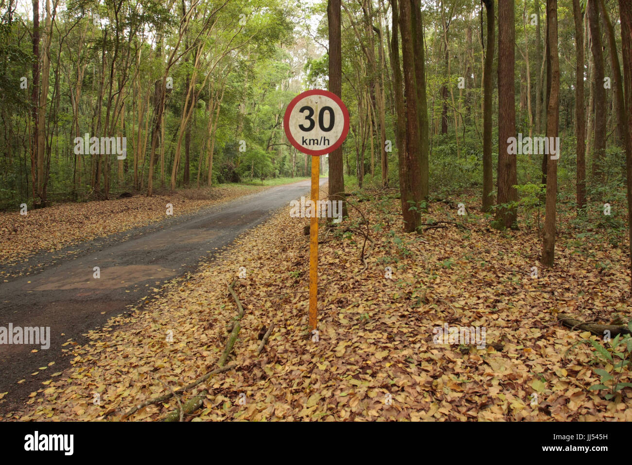 Alberi, piastra, São Paulo, Brasile Foto Stock