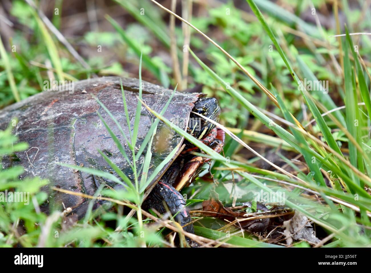 Dipinto orientale tartaruga (Chrysemys picta) Foto Stock