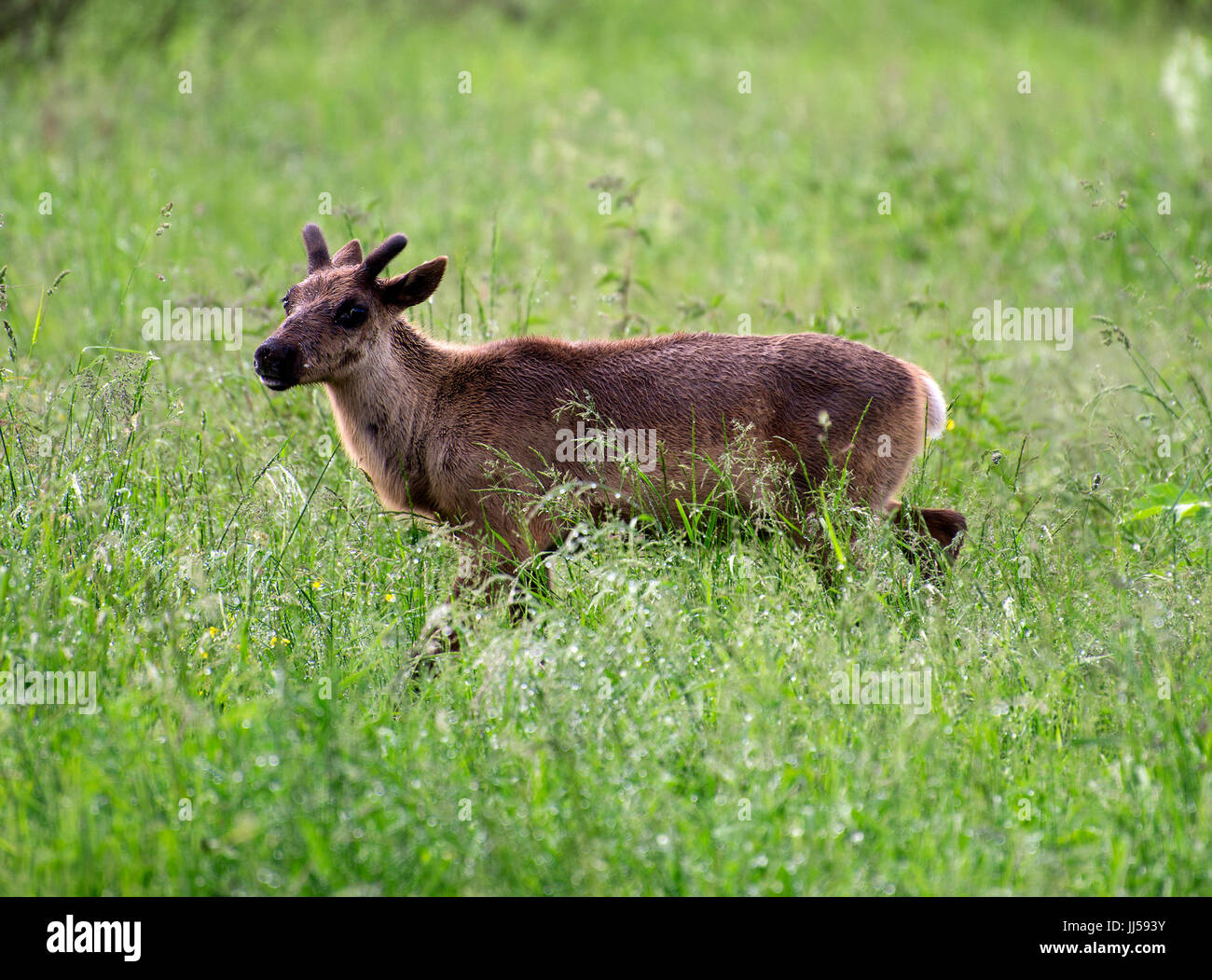 Giovani renne passeggiate nella foresta. Foto Stock