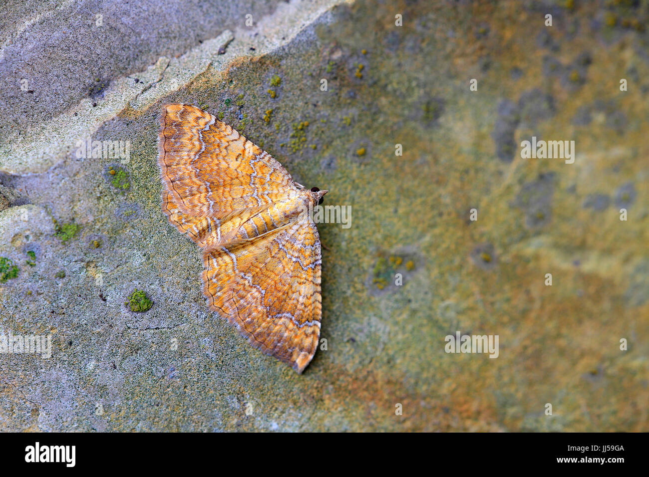 Conchiglia gialla tarma (Camptogramma bilineata) su una pietra Foto Stock