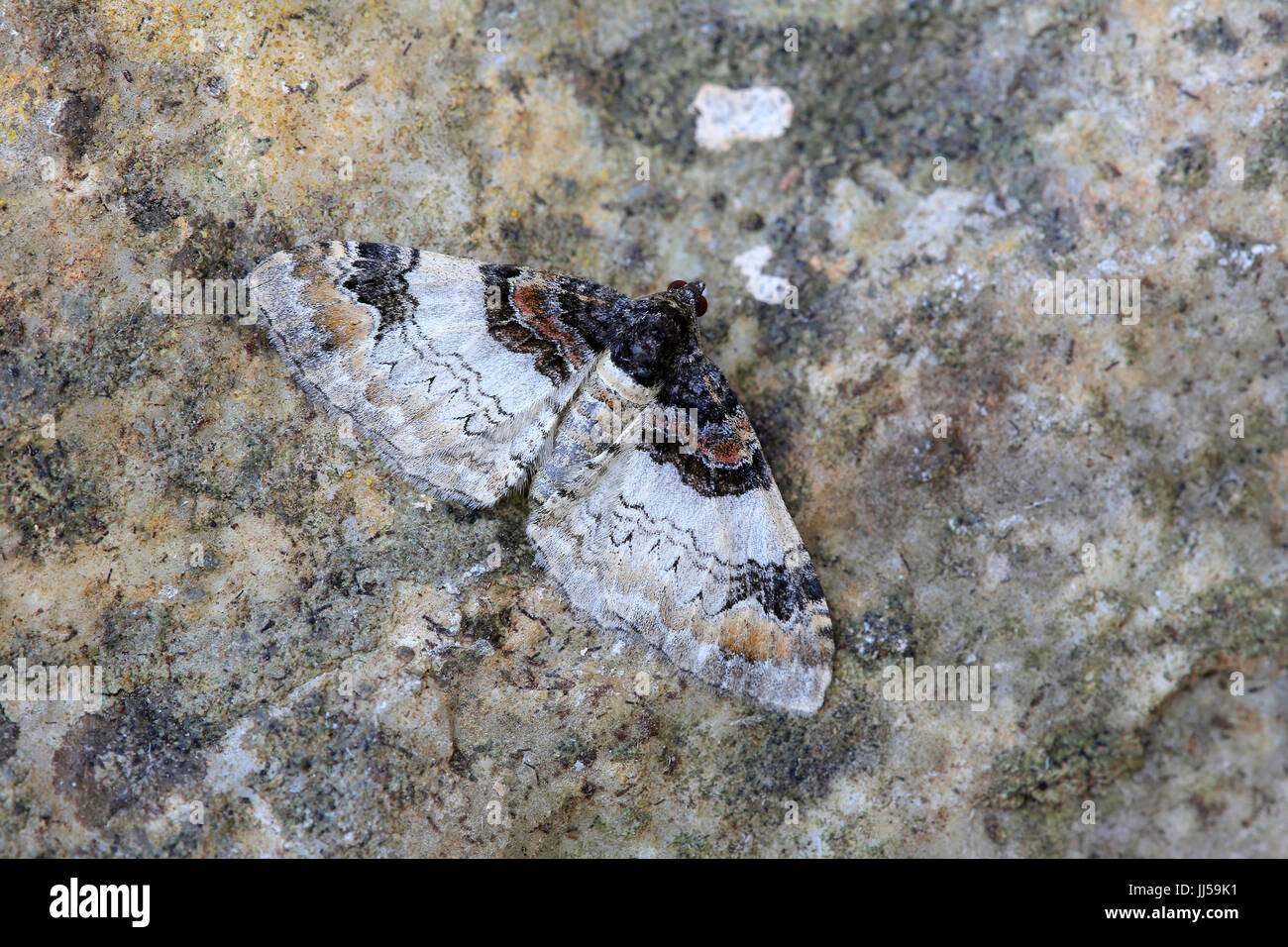 Bellissimo tappeto (Mesoleuca albicellata) su una pietra Foto Stock