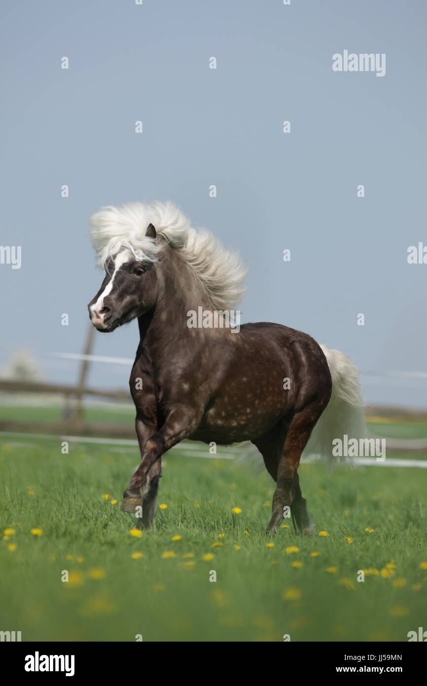 Classico Tedesco pony. Nero argento stallone al galoppo su un pascolo. Germania Foto Stock