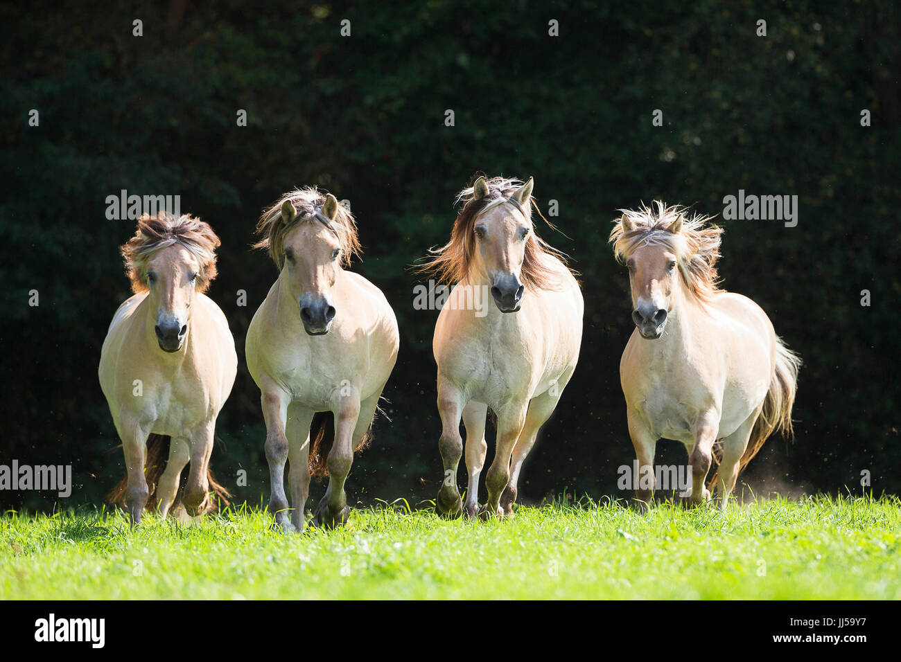 Fiordo norvegese cavallo. Tre adulti trotto verso la telecamera. Germania Foto Stock