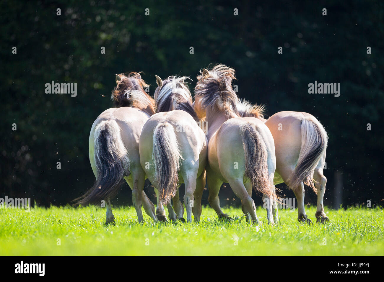 Fiordo norvegese cavallo. Tre adulti trotto su apsture, visto dalla parte posteriore. Germania Foto Stock
