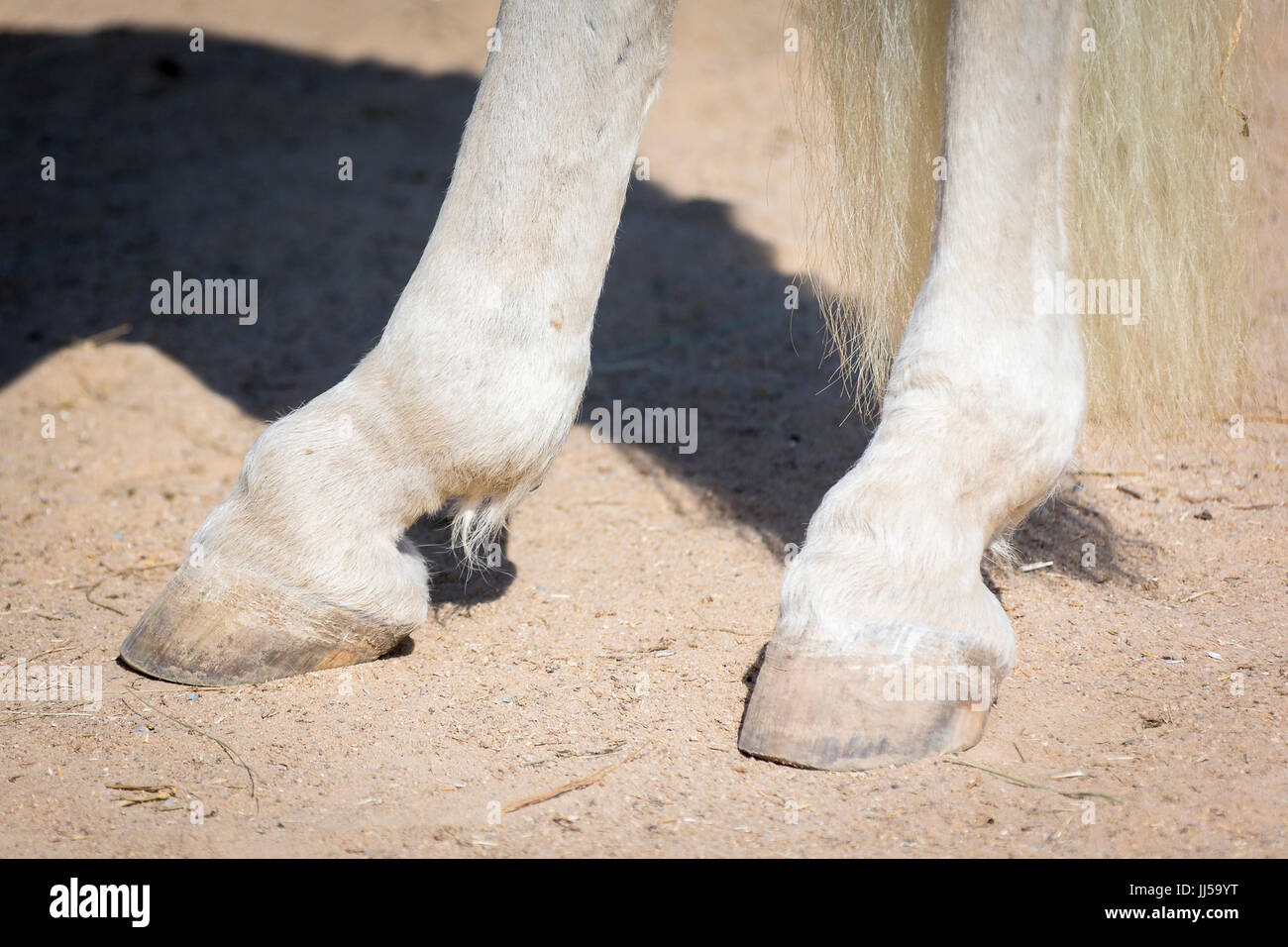 Cavalli domestici. Le gambe di un vecchio cavallo con osteoartrite. Germania Foto Stock