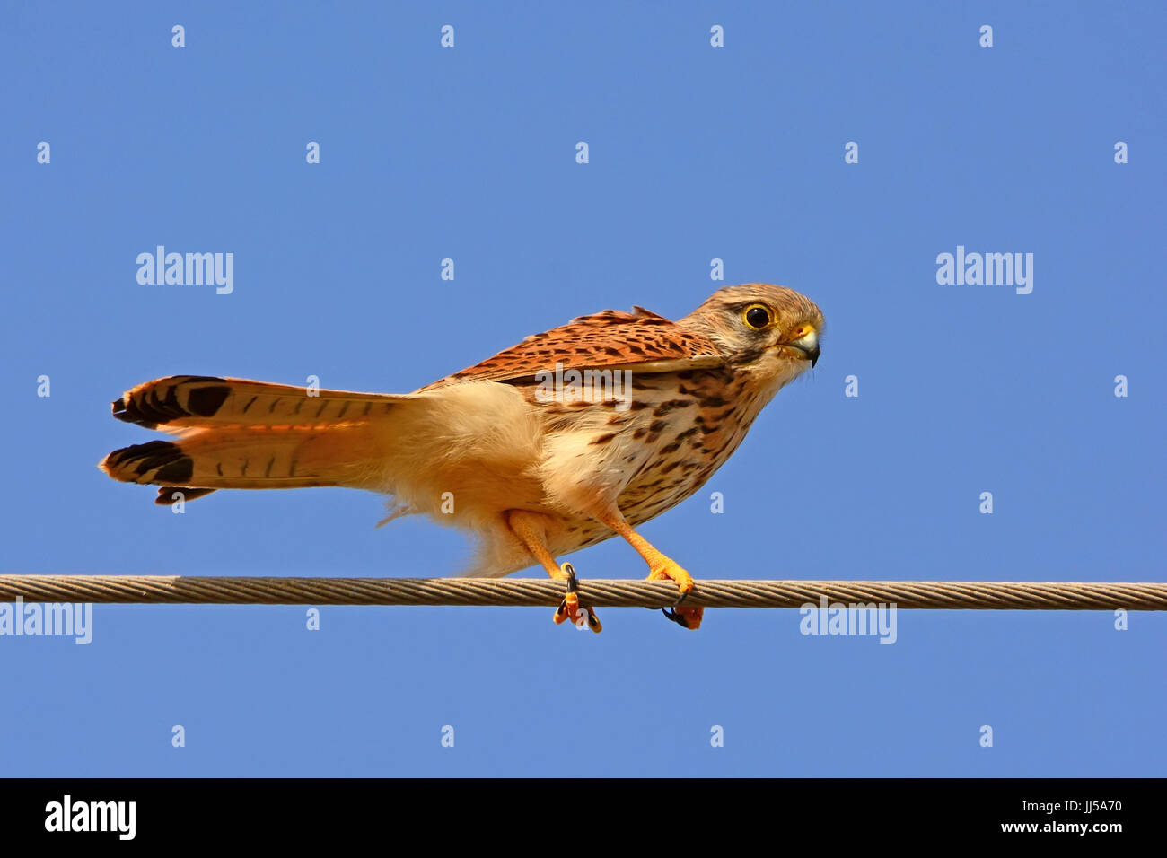 Comune - il Gheppio Falco tinnunculus Foto Stock