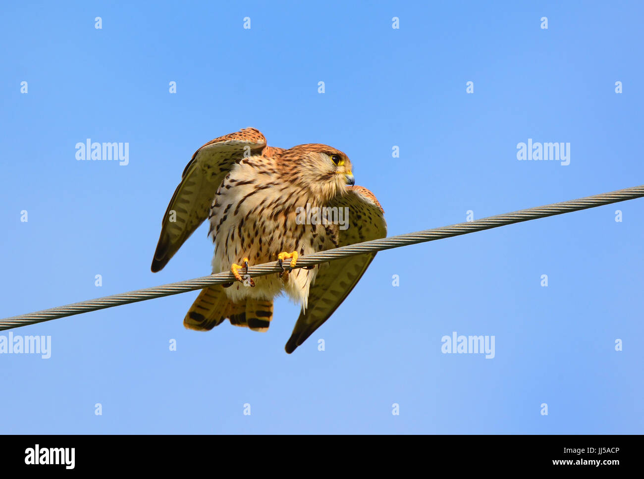 Gheppio comune - Falco tinnunculus su un cavo Foto Stock