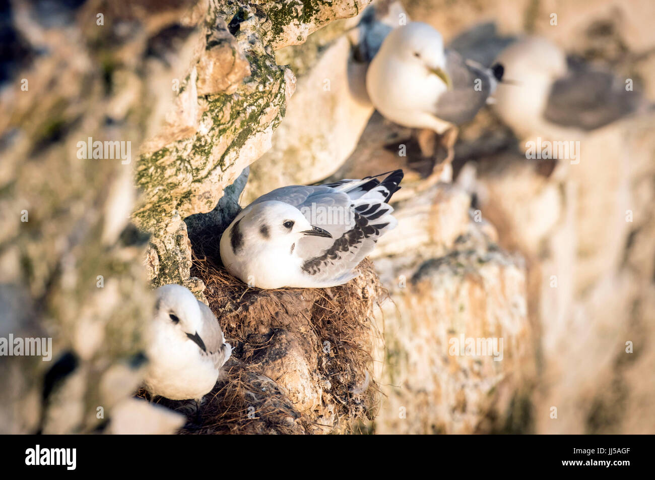 Kittiwake pulcini al RSPB riserva naturale a Bempton Cliffs nello Yorkshire, come oltre 250.000 uccelli marini gregge a Chalk cliffs per trovare un compagno e allevare i loro piccoli. Foto Stock