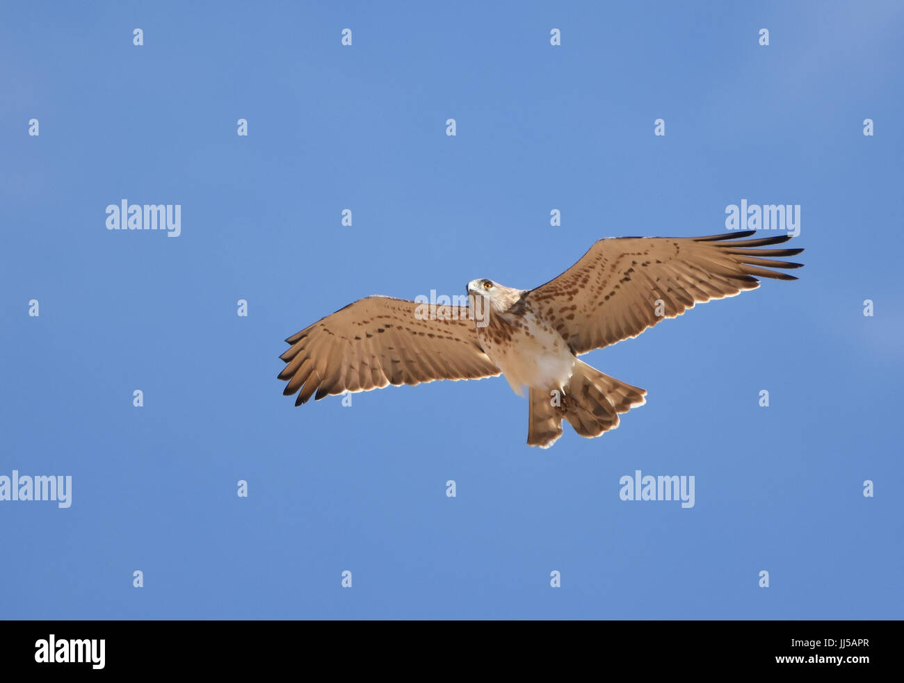 Aquila a punta corta - Circaetus gallicus volando Foto Stock