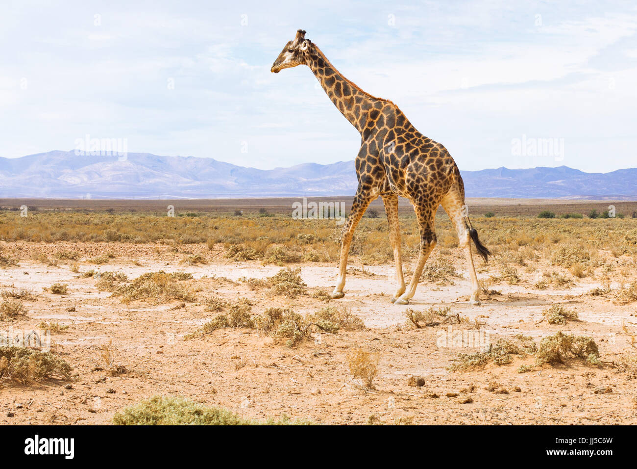 La giraffa nel paesaggio del sud africa, wildlife safari Foto Stock