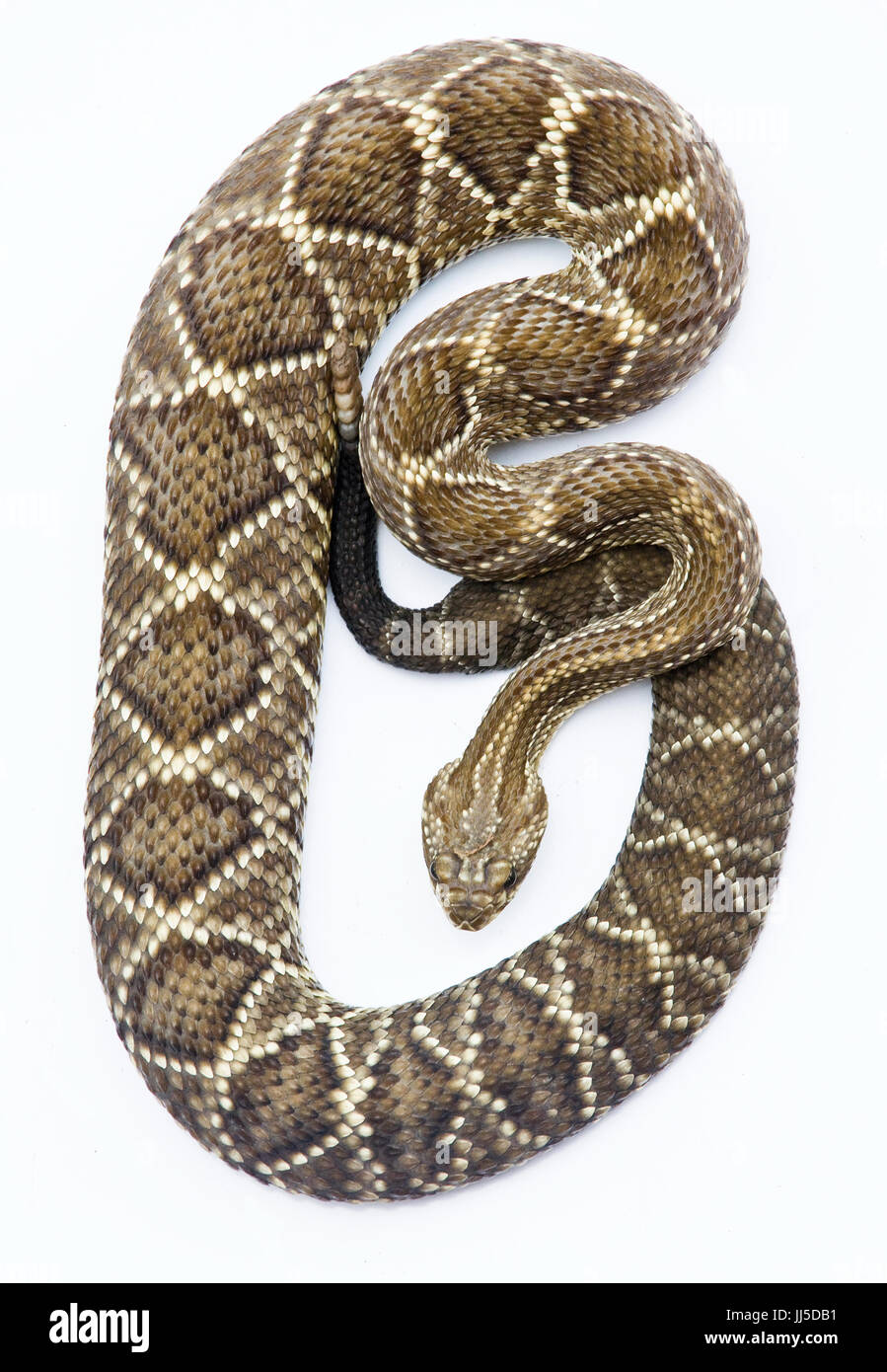 Rattlesnake, Brasile Foto Stock