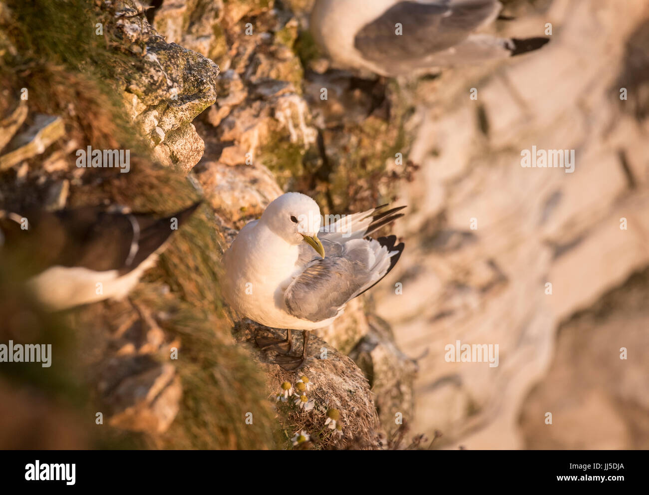 Un Kittiwake al RSPB riserva naturale a Bempton Cliffs nello Yorkshire, come oltre 250.000 uccelli marini gregge a Chalk cliffs per trovare un compagno e allevare i loro piccoli. Foto Stock
