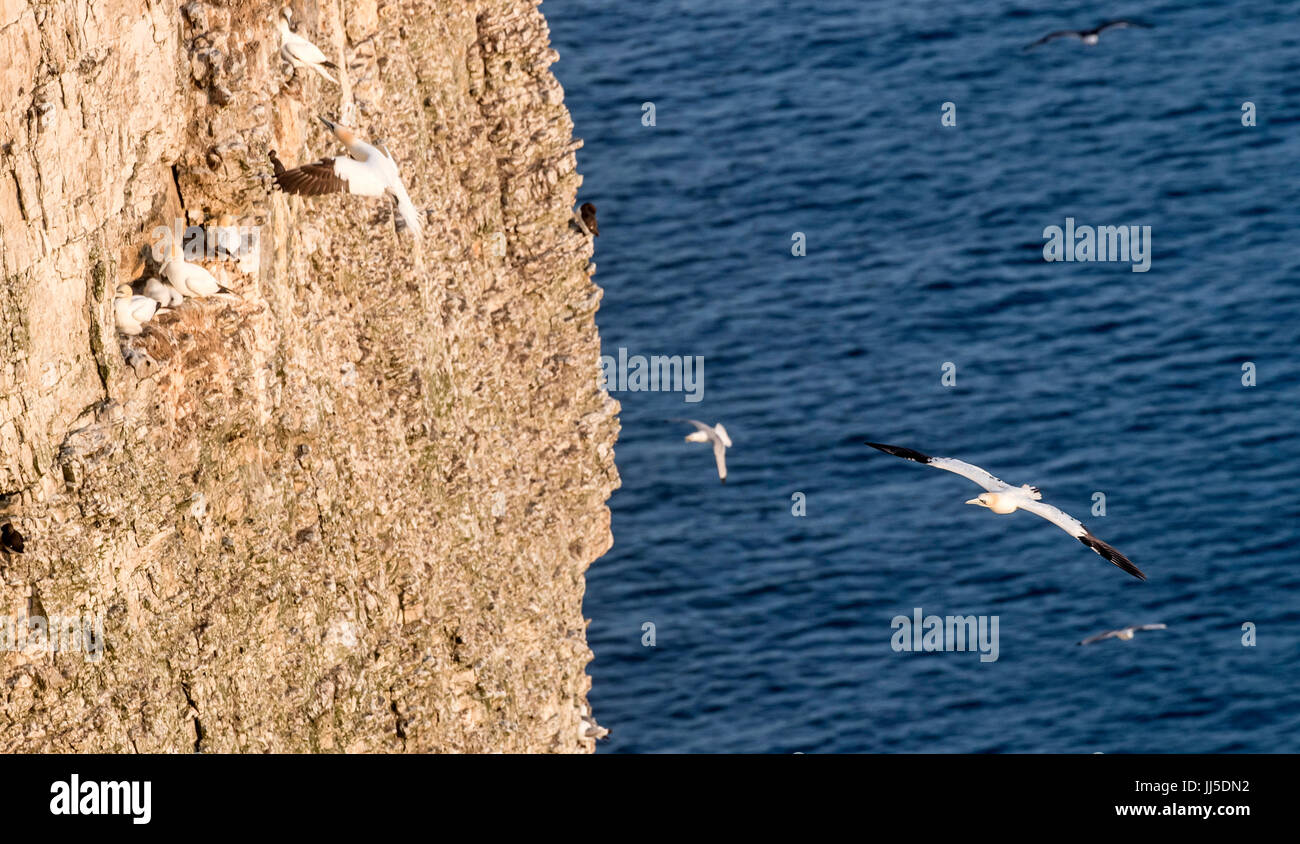 Sule al RSPB riserva naturale a Bempton Cliffs nello Yorkshire, come oltre 250.000 uccelli marini gregge a Chalk cliffs per trovare un compagno e allevare i loro piccoli. Foto Stock