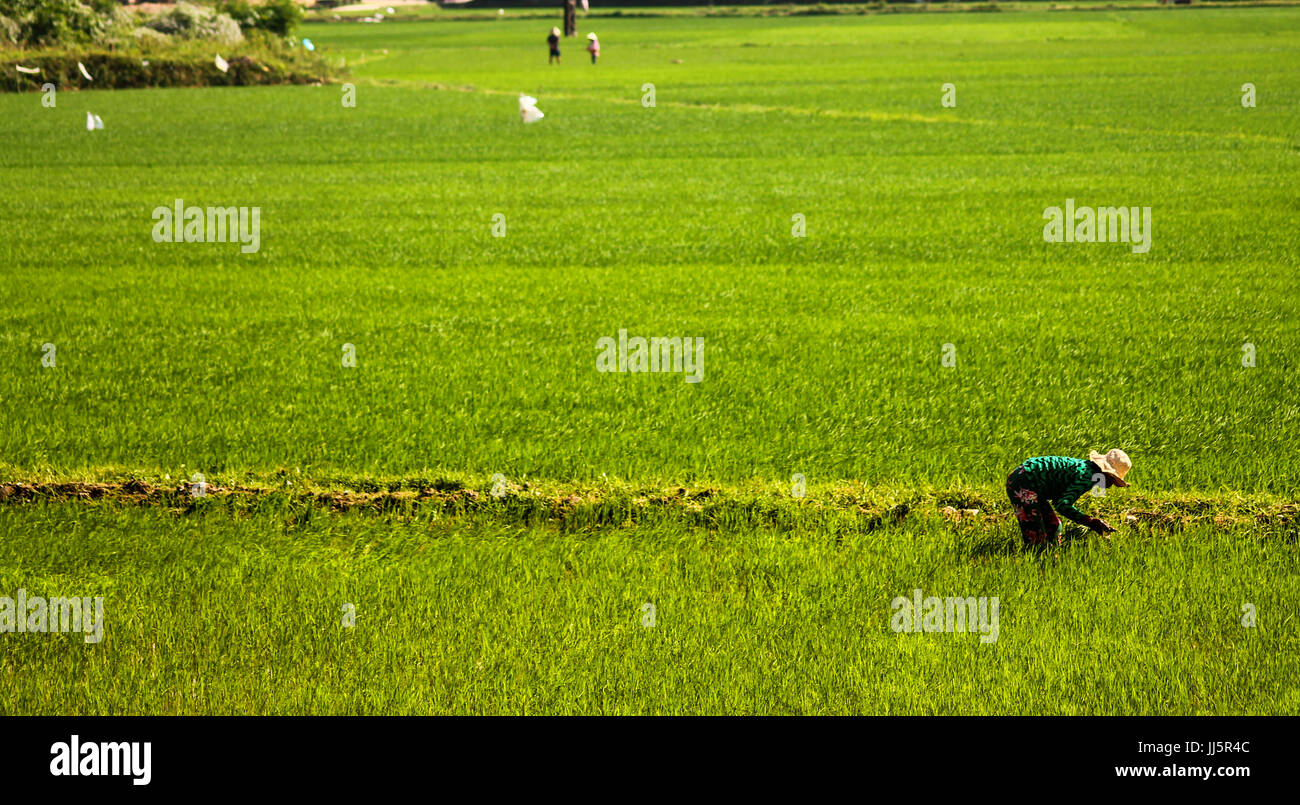 Le piantatrici di riso lavorando sul campo Foto Stock