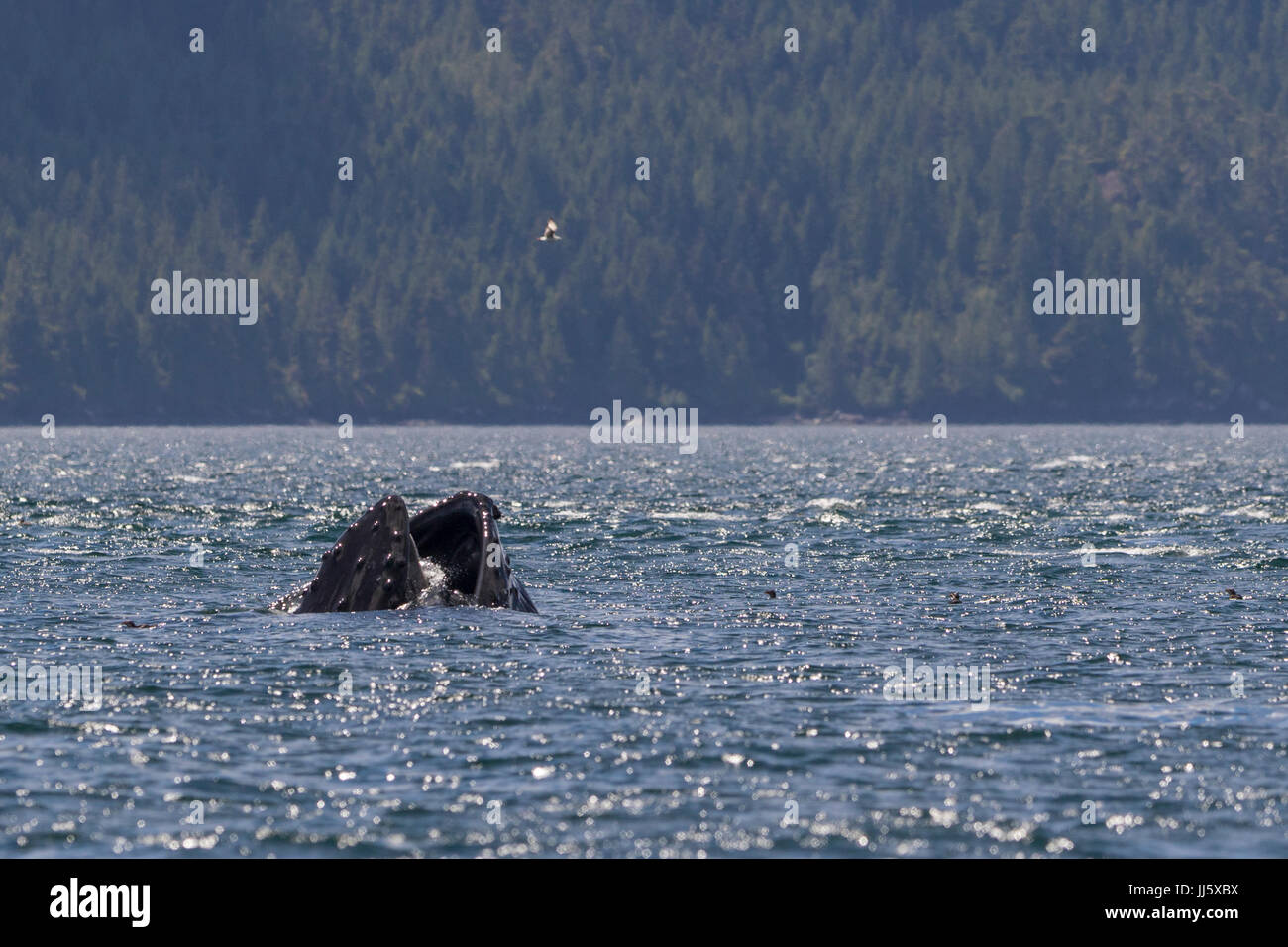 Balena Humback affondo con alimentazione. Foto Stock