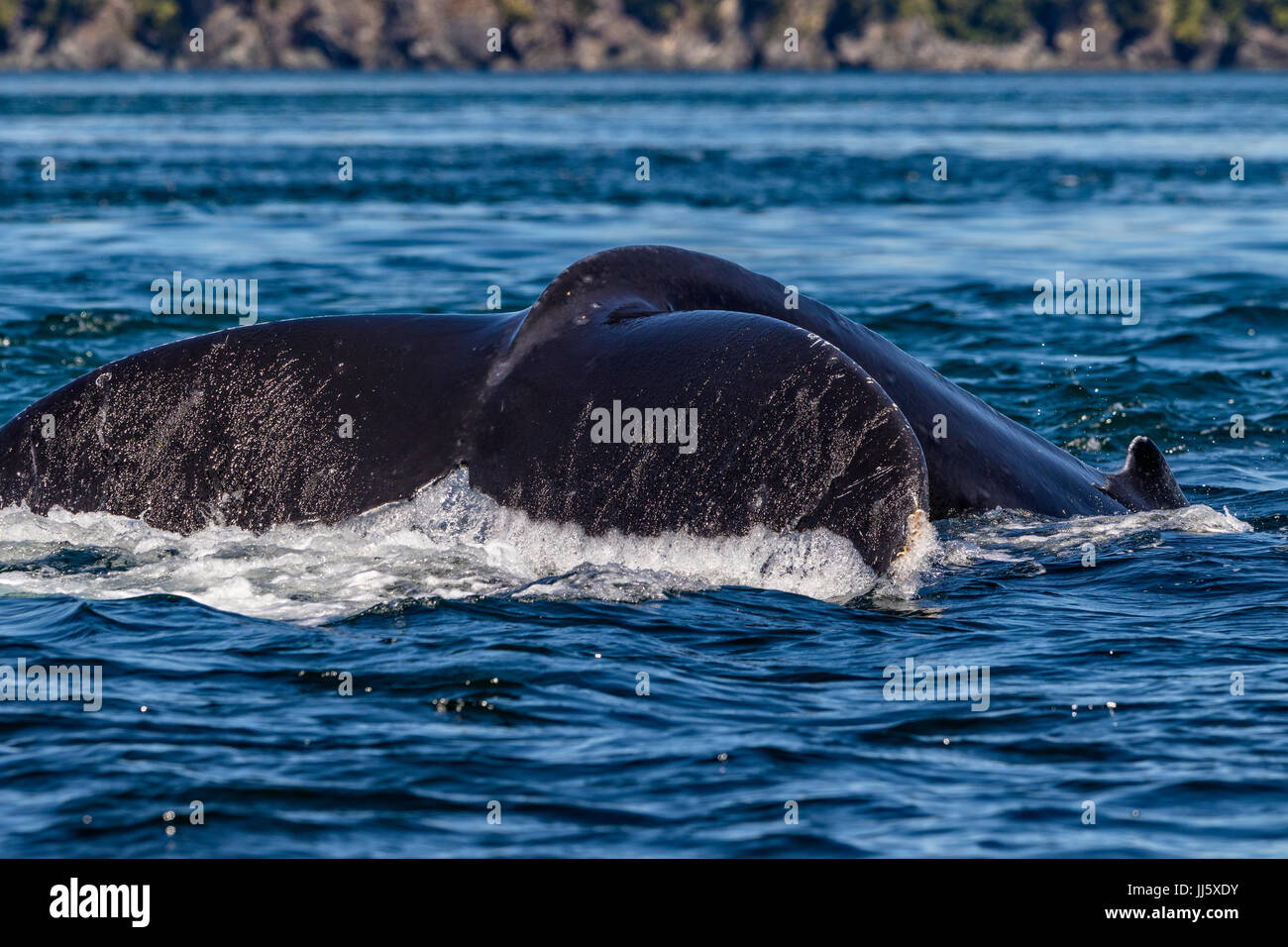 Humpback Whale diving di fronte all isola di Hanson, fuori dall'isola di Vancouver, British columbi, Canada. Foto Stock