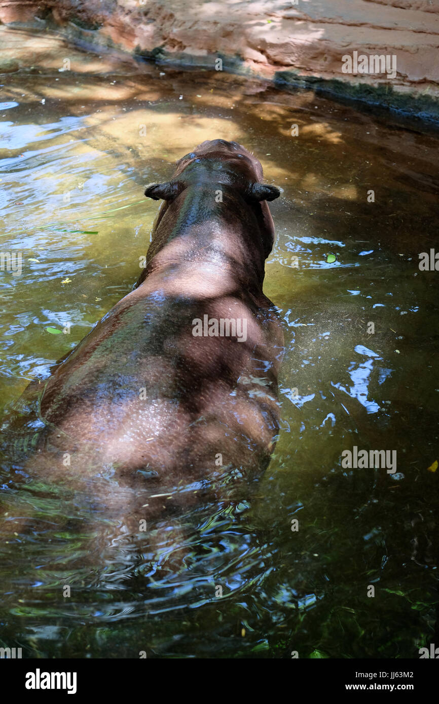 FUENGIROLA, Andalusia/Spagna - 4 Luglio : pigmeo Ippopotamo (Choeropsis liberiensis o Hexaprotodon liberiensis) presso il Bioparco in Fuengirola Costa del Sol Spagna il 4 Luglio 2017 Foto Stock