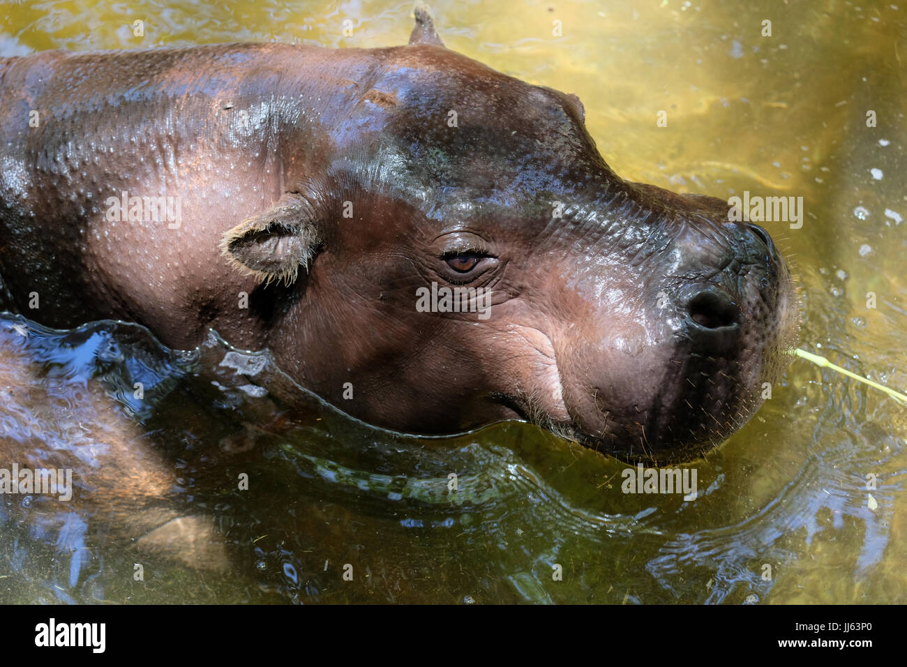 FUENGIROLA, Andalusia/Spagna - 4 Luglio : pigmeo Ippopotamo (Choeropsis liberiensis o Hexaprotodon liberiensis) presso il Bioparco in Fuengirola Costa del Sol Spagna il 4 Luglio 2017 Foto Stock