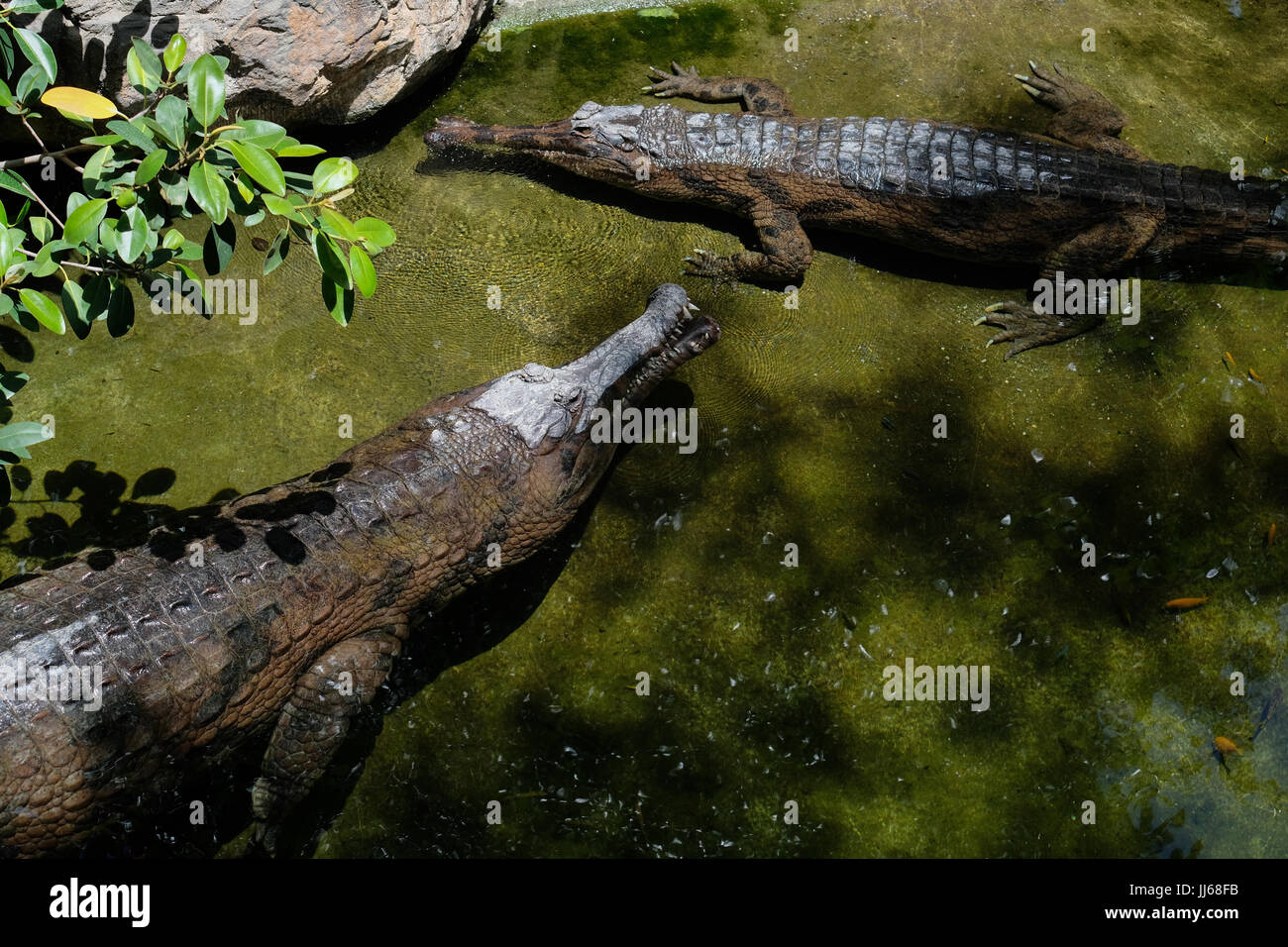 FUENGIROLA, Andalusia/Spagna - 4 Luglio : Tomistoma (Tomistoma schlegelii) appoggiato al Bioparco di Fuengirola Costa del Sol Spagna il 4 Luglio 2017 Foto Stock