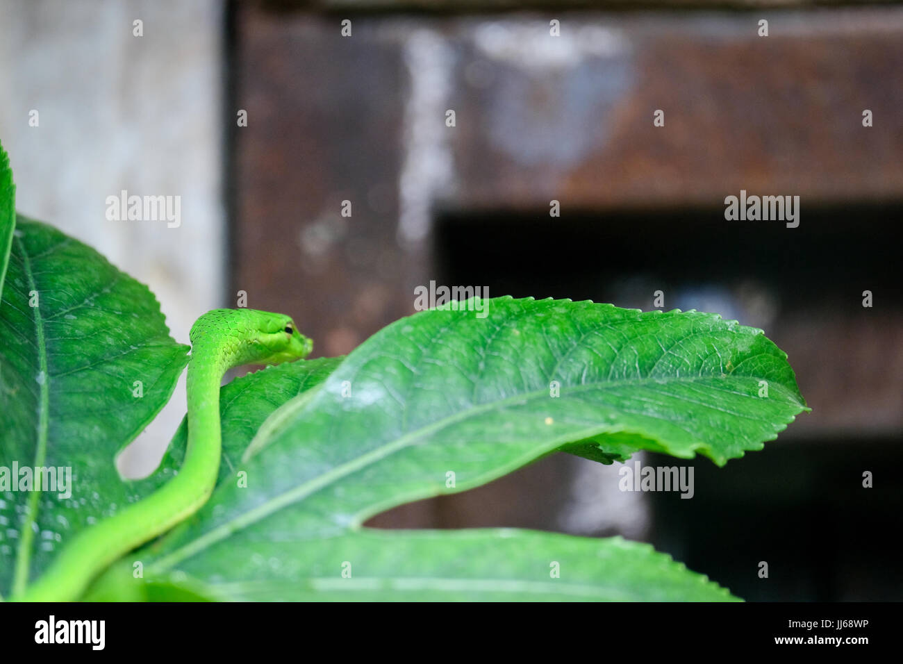 FUENGIROLA, Andalusia/Spagna - 4 Luglio : Verde Mamba (Dendroaspis angusticeps) presso il Bioparco Fuengirola Costa del Sol Spagna il 4 Luglio 2017 Foto Stock